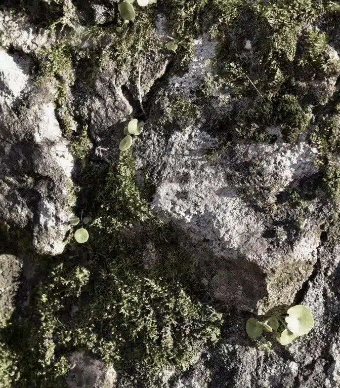 Habitologue Bisa Architecture Lille