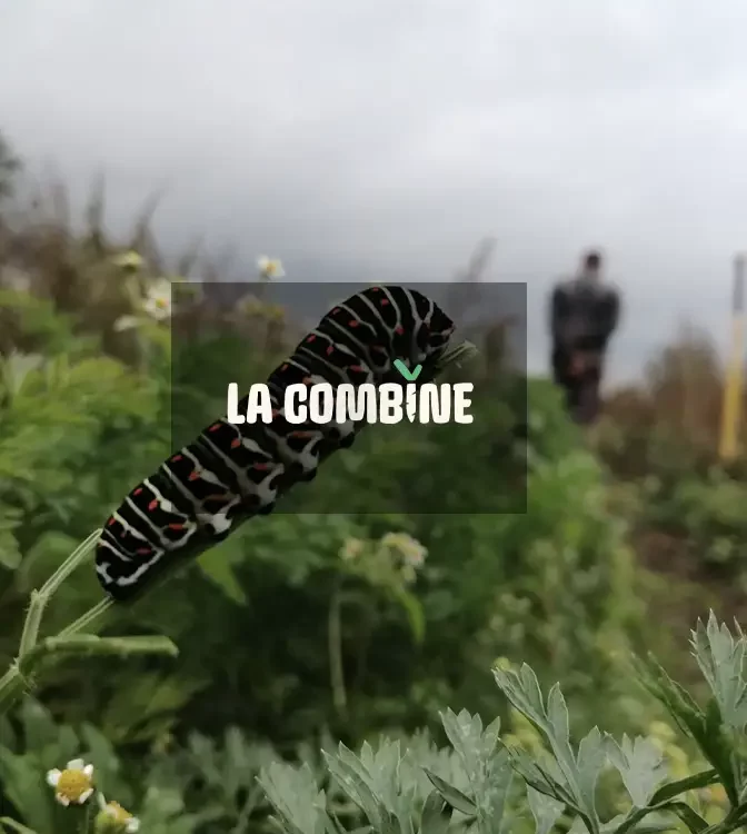 La Combine Panier Bio à Lille