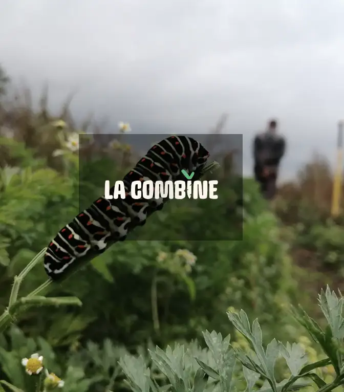 La Combine Panier Bio à Lille